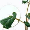 Anua Heartleaf 77% Soothing Toner 200ml - Image 3